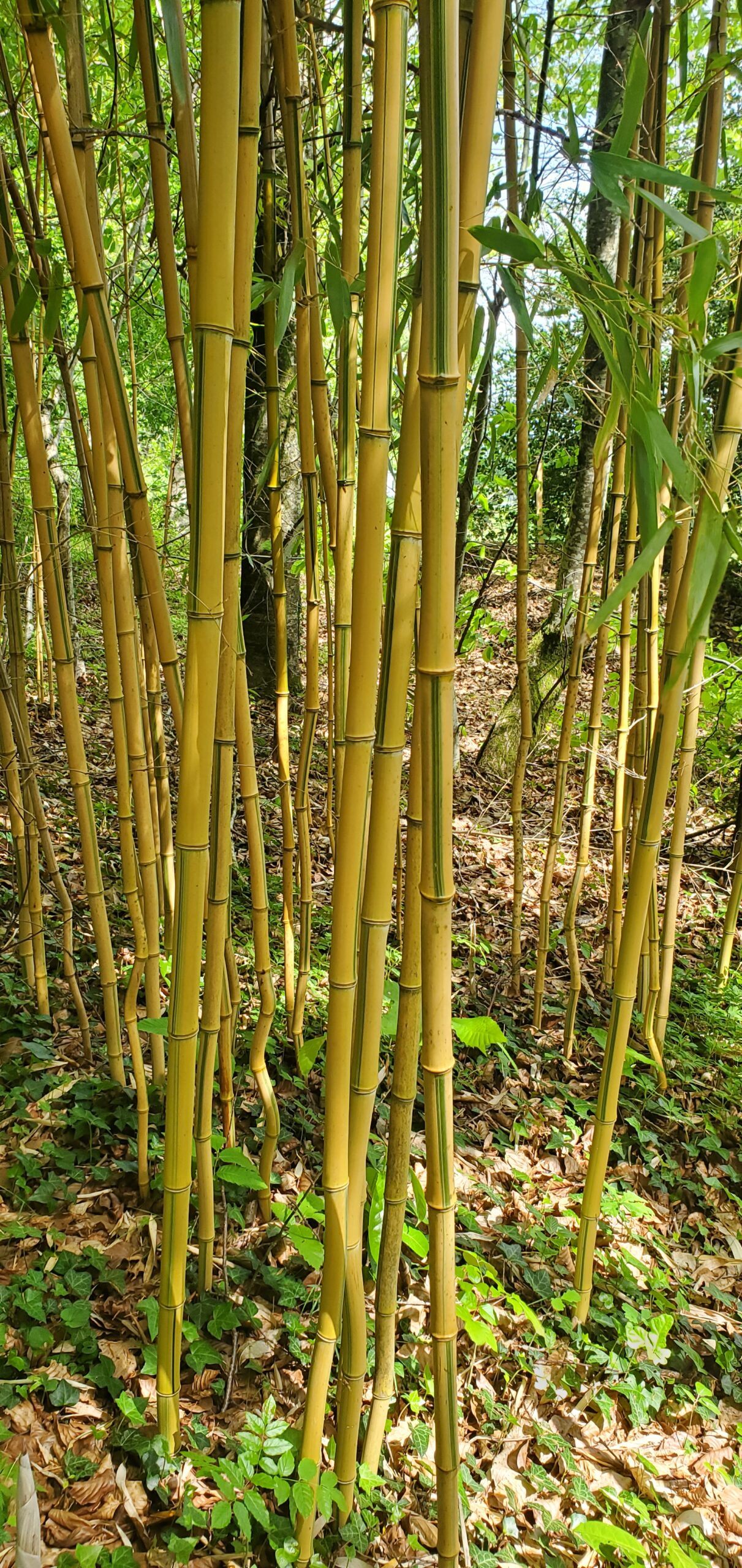 spectabilis